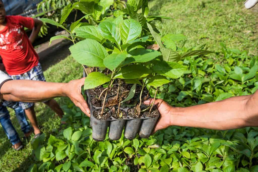 NGO provides 20,000 tree seedlings