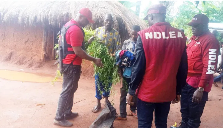 NDLEA, NACAT expose Abuja community where hard drugs are sold like sachet water