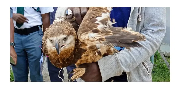 Customs intercept live parrots, hawk worth N6 million