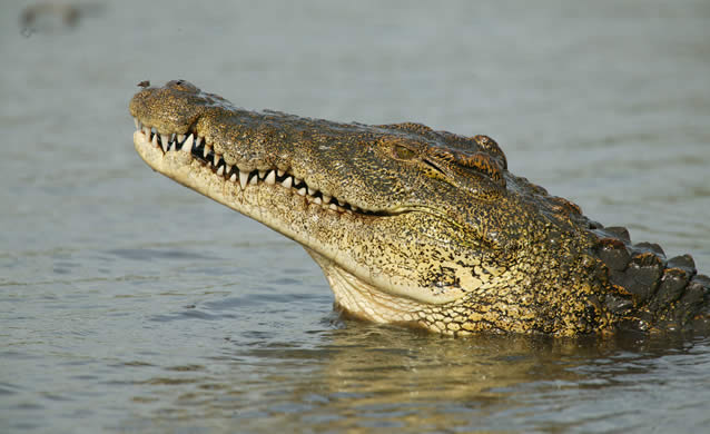 Missing man’s remains found inside crocodile in Australia