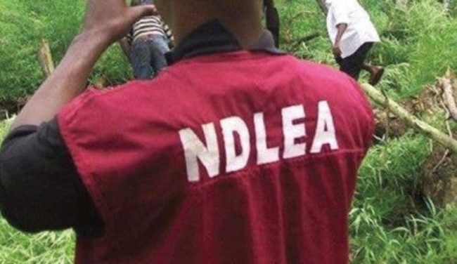 NDLEA recovers billion naira worth of drugs in nationwide raids